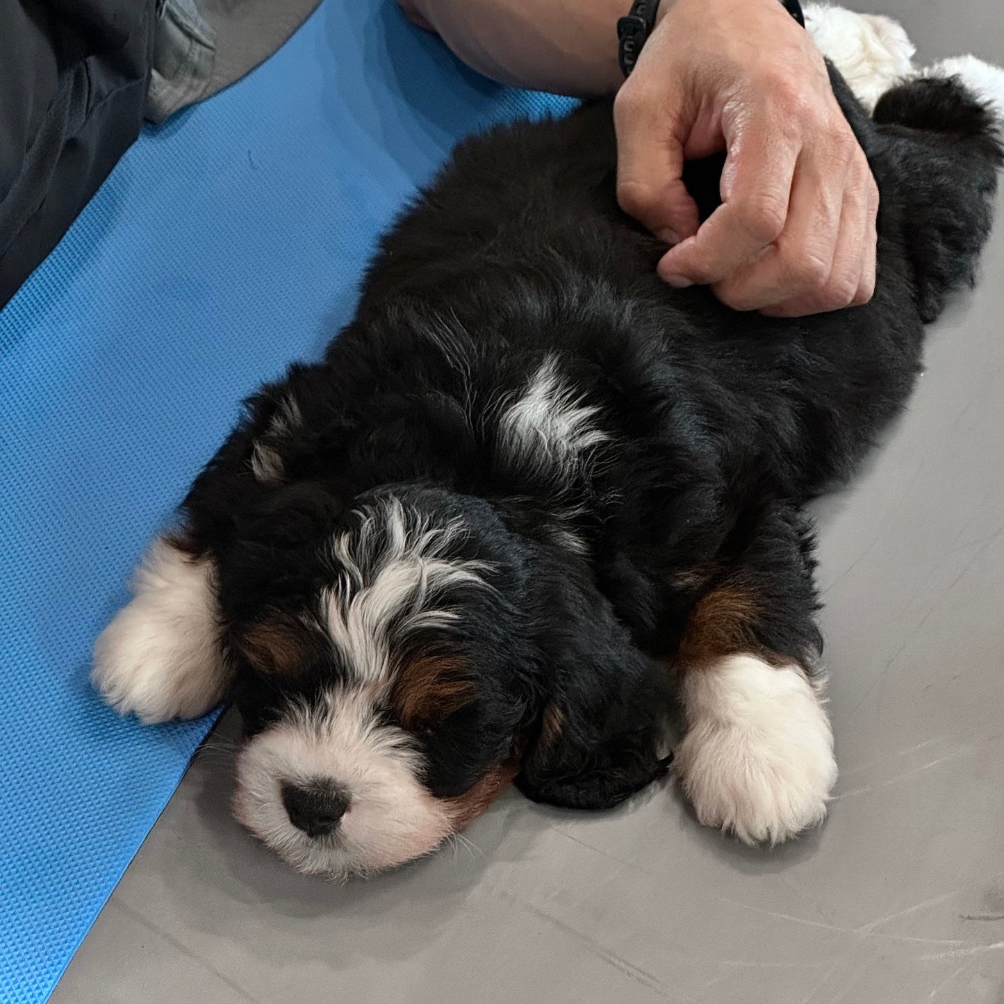 Puppy Yoga | Chicago